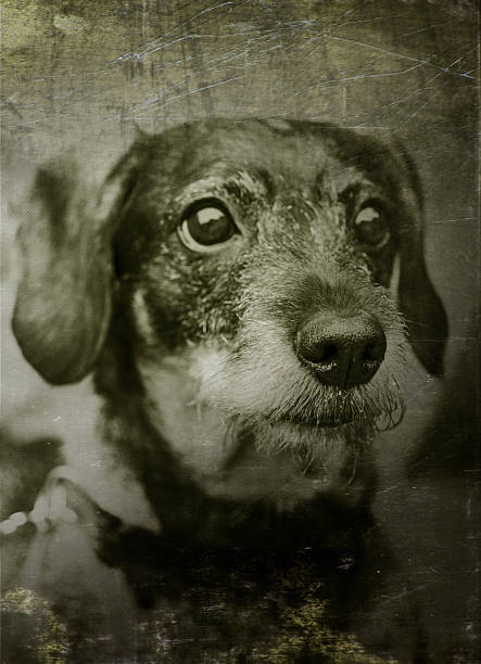 istock Old portrait of a cute dog 515484434