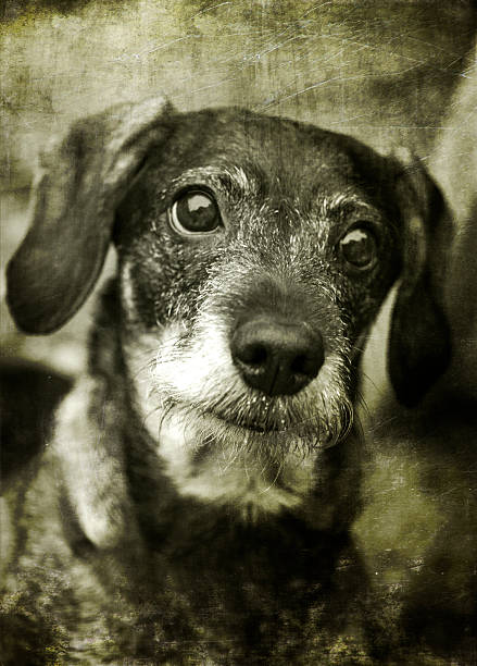 istock Old portrait of a cute dog 515484460