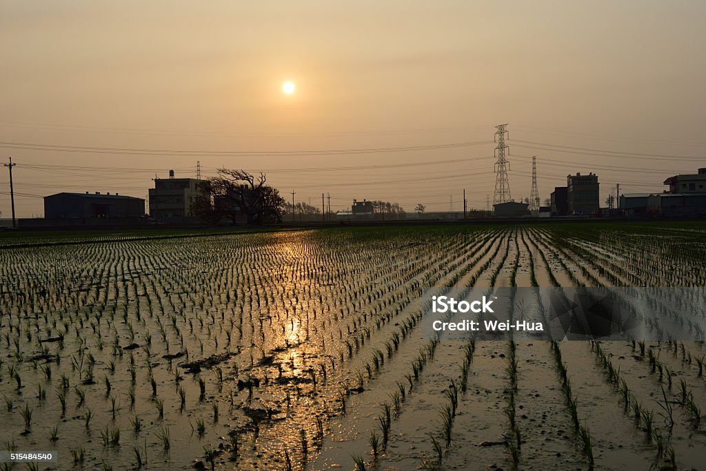 The land of fish and rice Modern agriculture has focused on developing green food. Agriculture Stock Photo