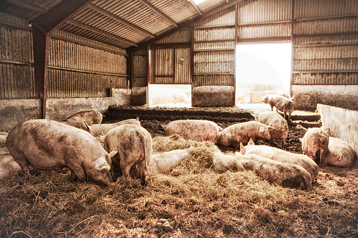 Group of sous in organic pig farm. Denmark