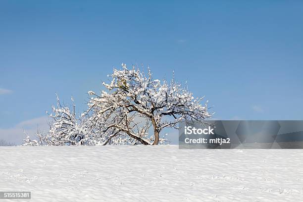 Winter Landscape Stock Photo - Download Image Now - Agricultural Field, Bare Tree, Beauty In Nature