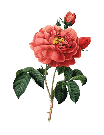 High resolution illustration of a Duchess of Orleans Rose, isolated on white background. Engraving by Pierre-Joseph Redoute. Published in Choix Des Plus Belles Fleurs, Paris (1827).