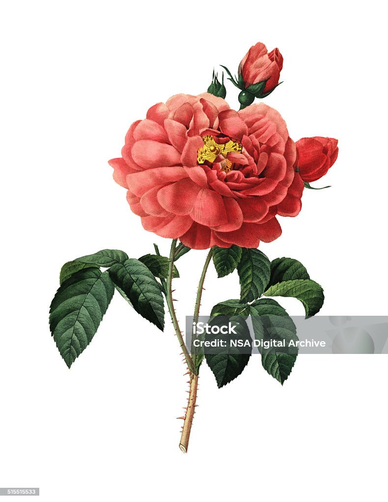 Duchess of Orleans Rose | Redoute Flower Illustrations High resolution illustration of a Duchess of Orleans Rose, isolated on white background. Engraving by Pierre-Joseph Redoute. Published in Choix Des Plus Belles Fleurs, Paris (1827). Flower stock illustration