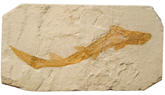 Rudists embeded in sandstones, cross sections.\nCretaceous marine fossis near Barcelona.