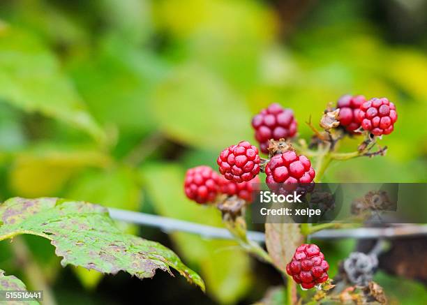 Wild Blackberries Stock Photo - Download Image Now - Berry, Berry Fruit, Black Raspberry