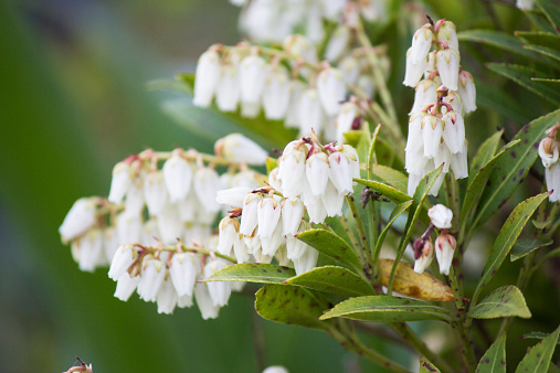 Wintergreen barberry flowers - Latin name - Berberis julianae