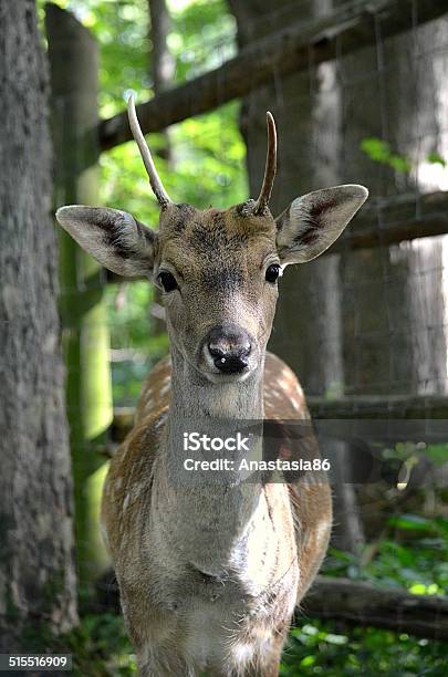 Deer Stock Photo - Download Image Now - Deer, Fallow Deer, Mammal