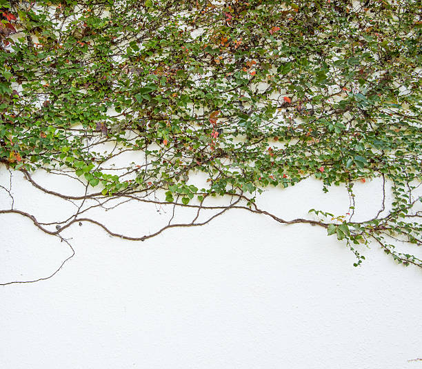 istock ivy leaves isolated on a white background 515517798