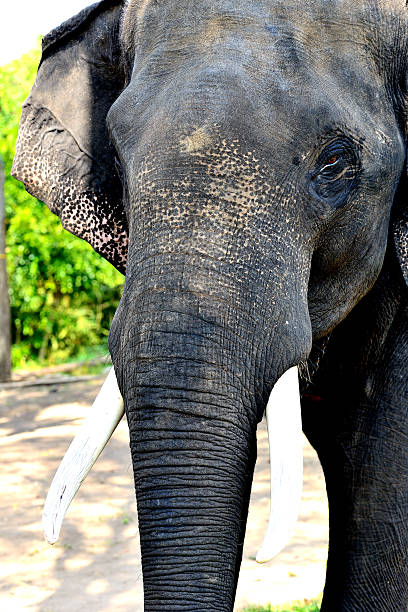 istock Portrait of Elephant 515517951