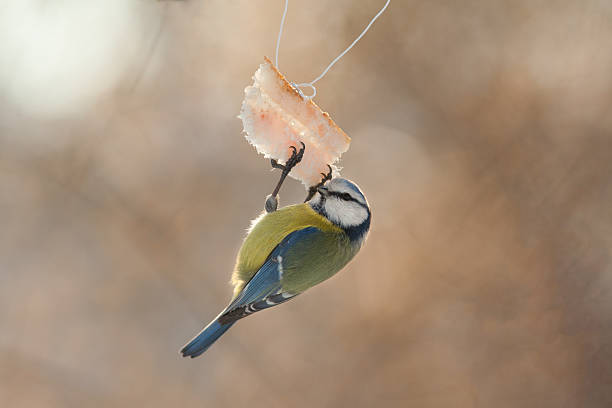 Eurasian blue tit sits on a piece lard. stock photo