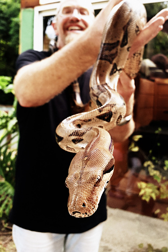 A smiling man holds a large Burmese python. This is the 'caramel' colour variant.