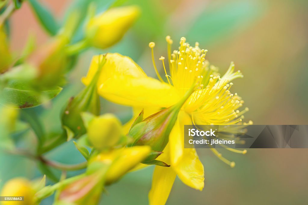 St Johns Wort Flower Color image of a blooming flower, St John's Wort, outdoors later in the afternoon. Side view and close-up of yellow flower and buds. St. John's Wort Stock Photo