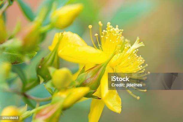 St Johns Wort Flower Stock Photo - Download Image Now - St. John's Wort, Wart, Plant