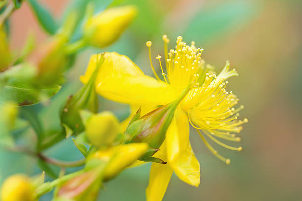 st johns stosowanie flower - st johns wort zdjęcia i obrazy z banku zdjęć