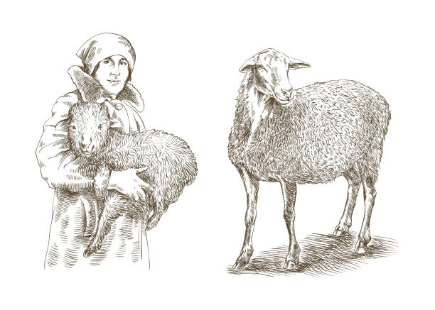 illustrazioni stock, clip art, cartoni animati e icone di tendenza di donna agricoltore che tiene un agnello in mano - jumbuck