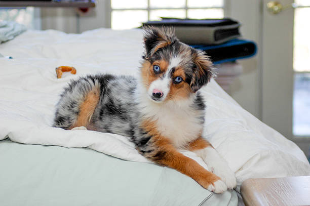 miniatur australian shepherd entspannung auf dem bett - australian shepherd stock-fotos und bilder