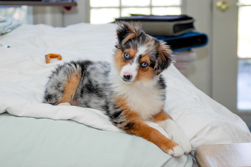 A miniature Australian shepherd lounges on his owner's bed.  rr