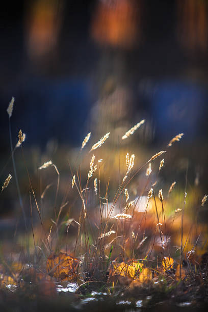 brilhante backlitted longo grama - long grass uncultivated plant stage plant condition - fotografias e filmes do acervo