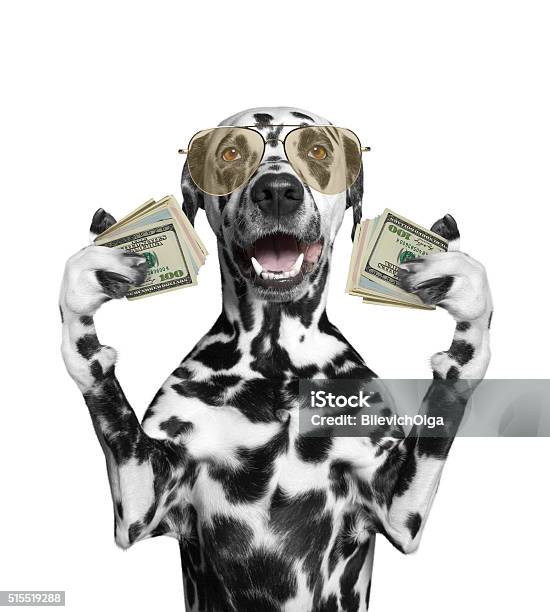 개에서 글라스잔 고정함 많은 돈을 통화에 대한 스톡 사진 및 기타 이미지 - 통화, 개, 동물