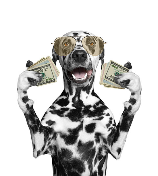 Dog in glasses holds lot of money stock photo