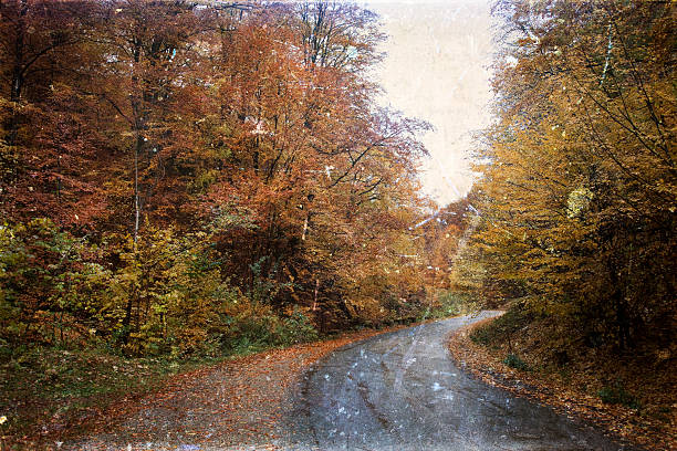 istock curving road in autumn forest - vintage photo 515519951