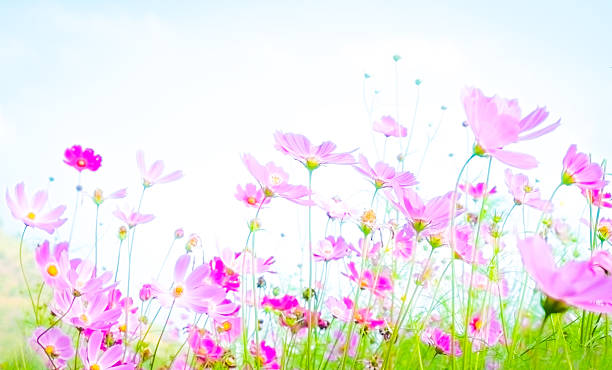 istock Abstract soft focus Cherry Blossom or Sakura flower on pastel 515519996