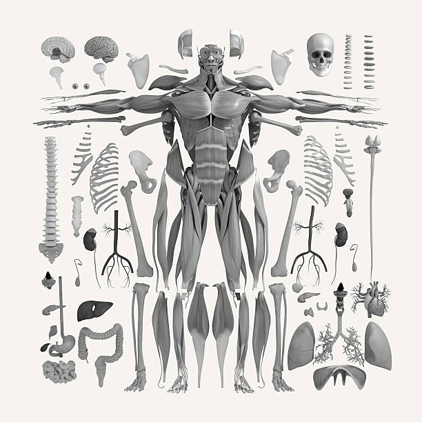 анатомия на плоской подошве расположены иллюстрации частей. knolling тела. - healthcare and medicine human heart abdomen human spine стоковые фото и изображения