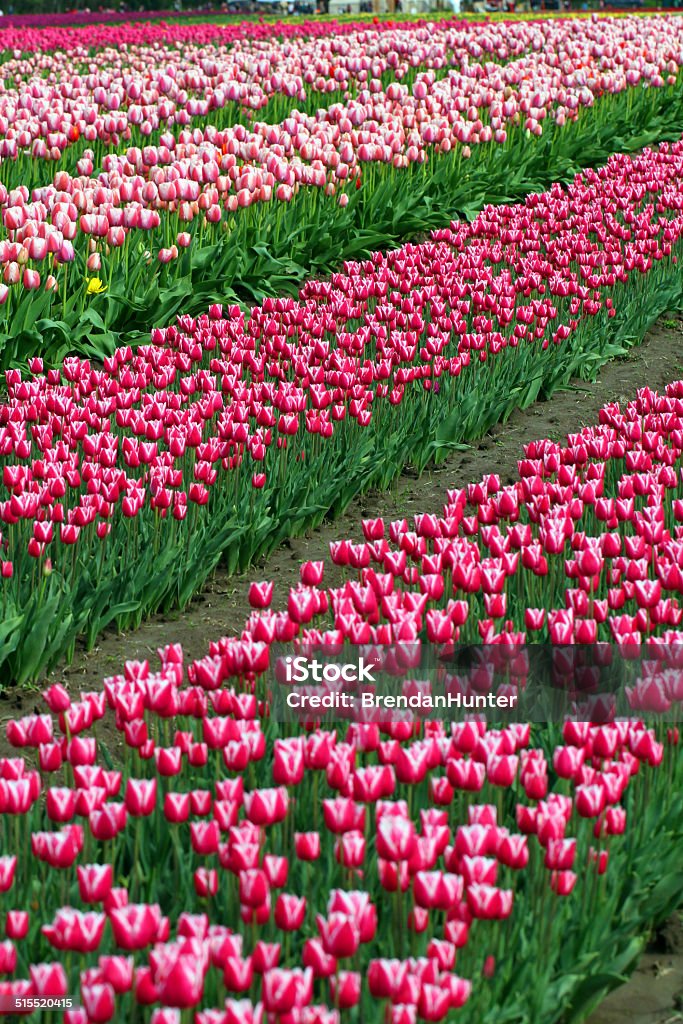 Crowded Flowers A tulip farm in British Columbia in early spring.  Agricultural Field Stock Photo