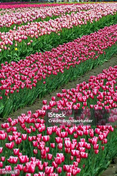 Crowded Flowers Stock Photo - Download Image Now - Agricultural Field, Agriculture, Beauty In Nature