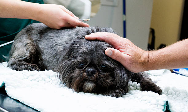 istock Ill dog comforted by vet 515520601