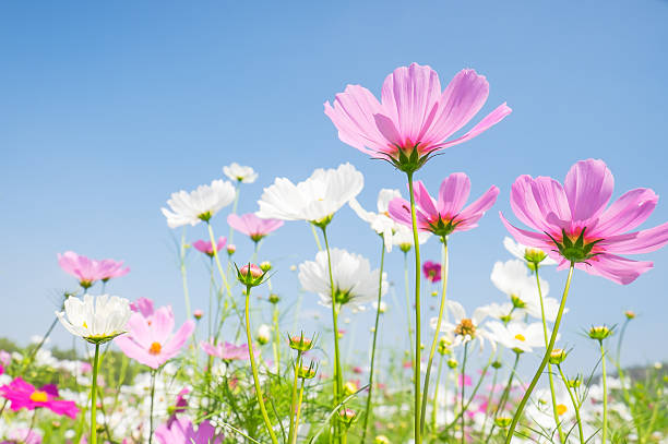 istock Abstract soft focus Cherry Blossom or Sakura flower on pastel 515520888