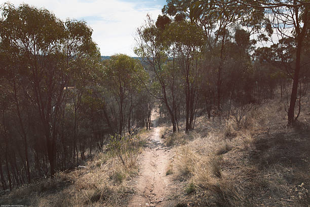 istock Mountain Bike or Walking Track 515521300