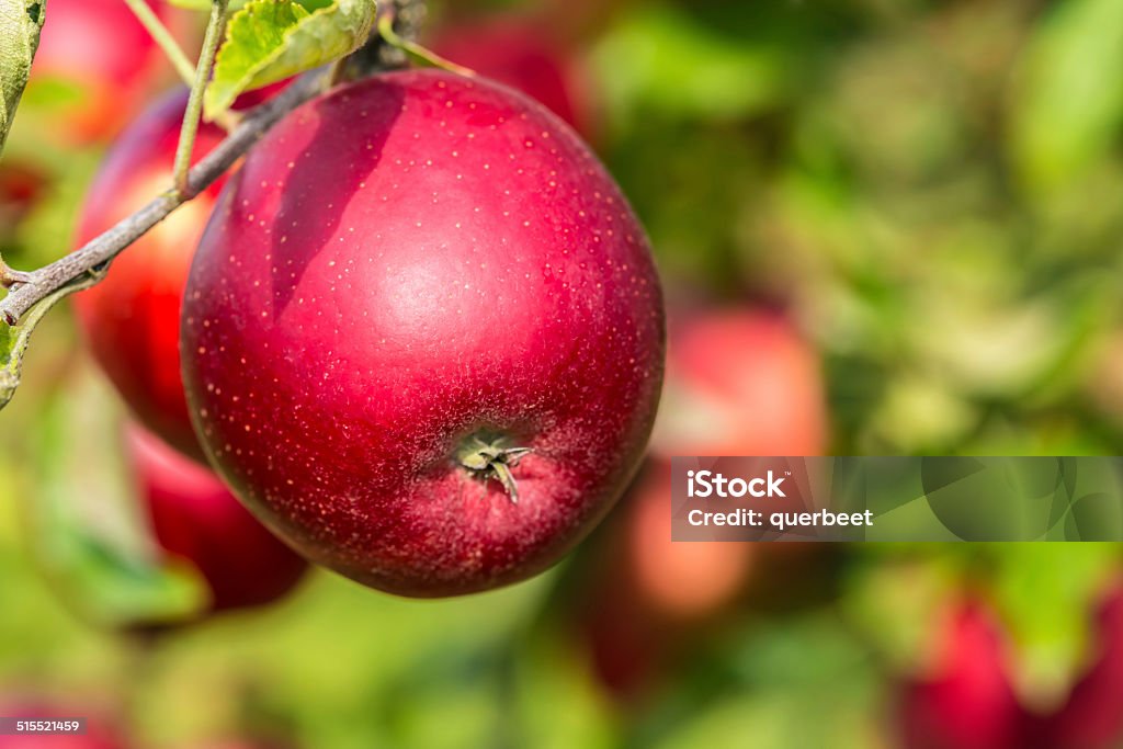 Roter Apfel auf dem Baum - Lizenzfrei Apfel Stock-Foto