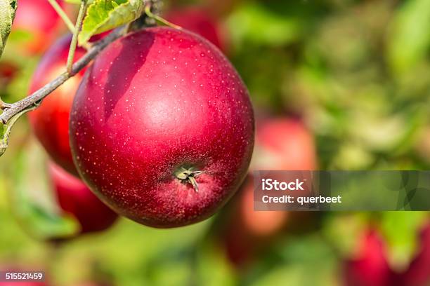 Roter Apfel Auf Dem Baum Stockfoto und mehr Bilder von Apfel - Apfel, Apfelbaum, Baum
