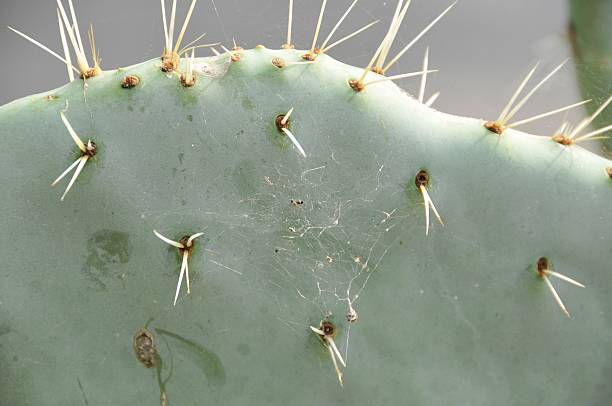 Cactus with spines stock photo