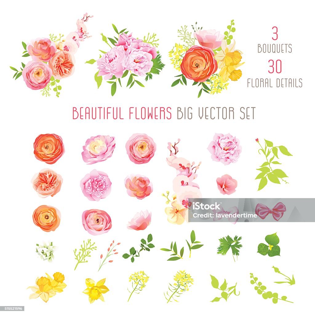 Ranunculus, rose, peony, narcissus, orchid flower big vector collection Ranunculus, rose, peony, narcissus, orchid flowers and decorative plants big vector collection. All elements are isolated and editable. Rose - Flower stock vector