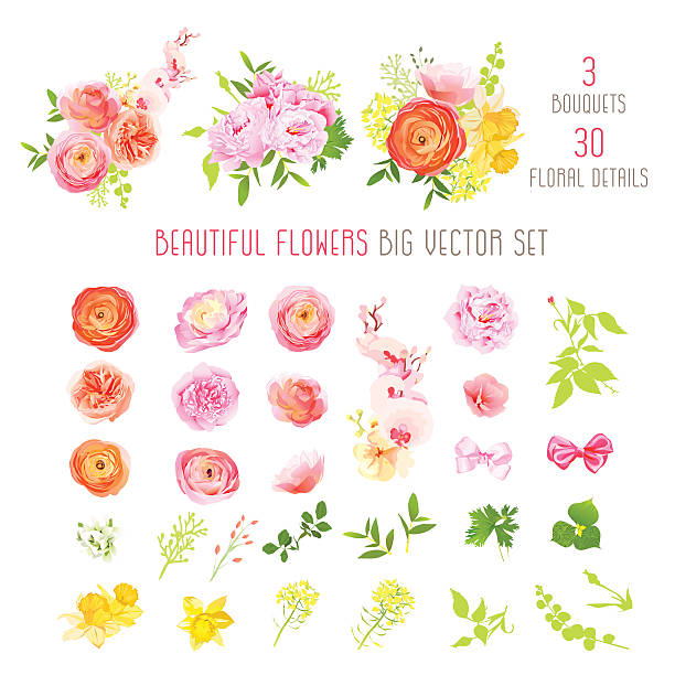 Ranunculus, rose, peony, narcissus, orchid flower big vector collection Ranunculus, rose, peony, narcissus, orchid flowers and decorative plants big vector collection. All elements are isolated and editable. golden roses stock illustrations