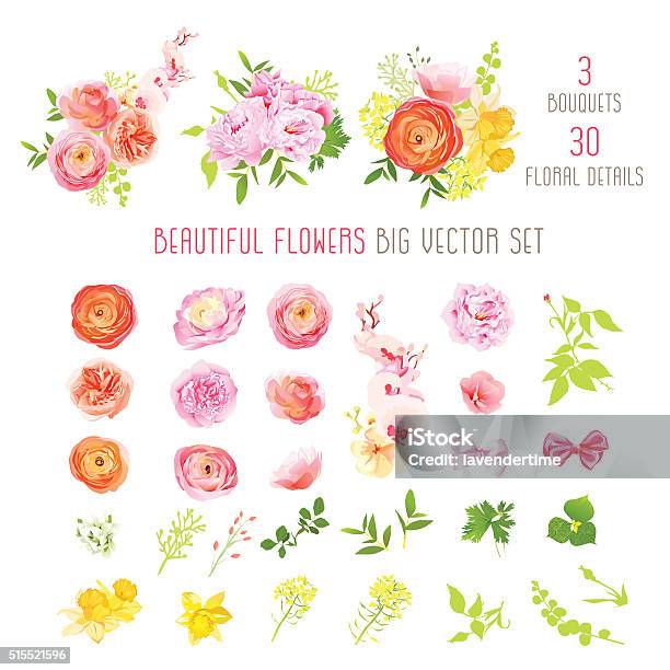 Ranunculus Rose Peony Narcissus Orchid Flower Big Vector Collection Stock Illustration - Download Image Now