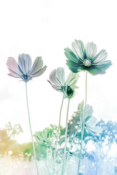 istock Abstract soft focus Cherry Blossom or Sakura flower on pastel 515521736