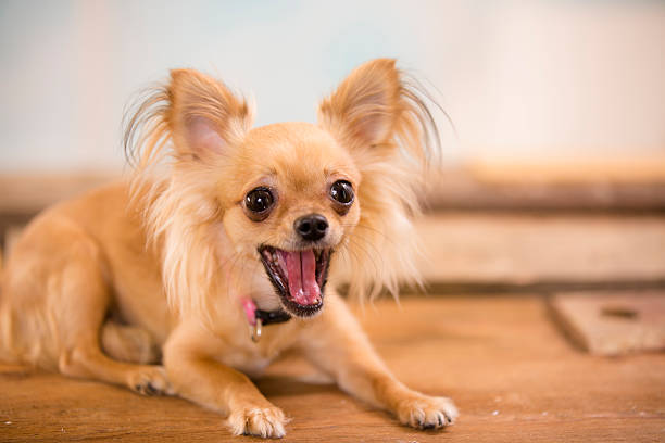 hablando de chihuahua.  linda little dog con la boca abierta. - chihuahua dog pets yawning fotografías e imágenes de stock