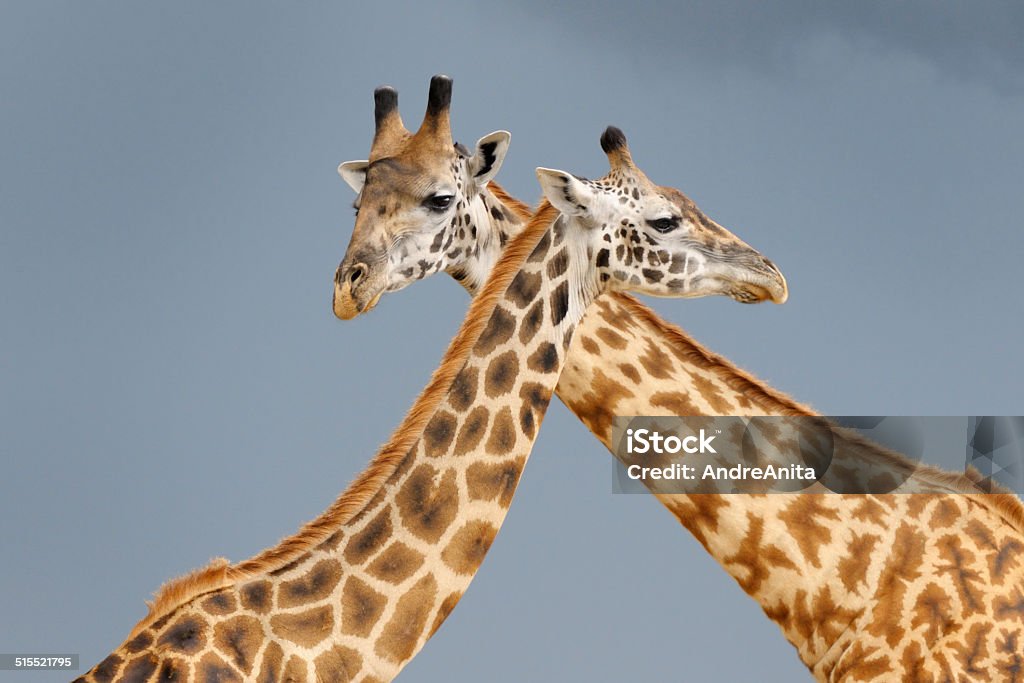 Male And Female Giraffe Stock Photo - Download Image Now - Africa