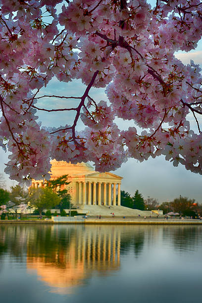 istock Sunrise Reflection Vertical Cherry Trees Jefferson Memorial 515521871