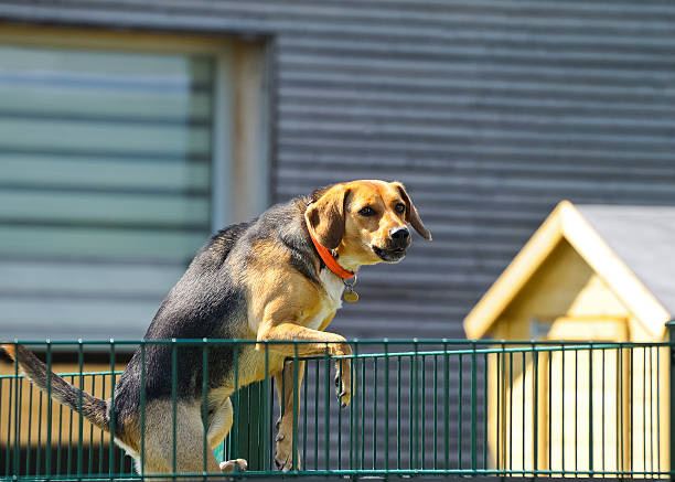 Cтоковое фото Собака поднимается через забор