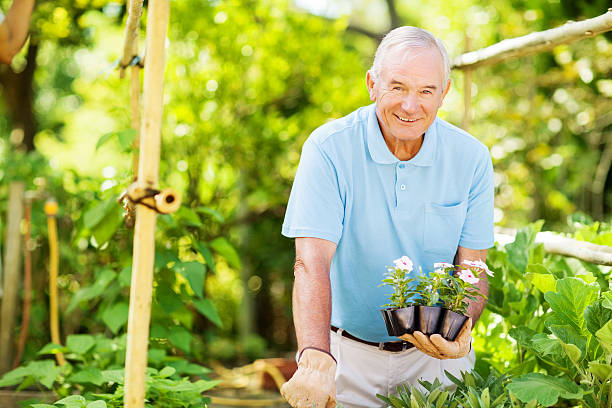 istock Smiling Senior Man Holding Flower Plants While Gardening 515521907