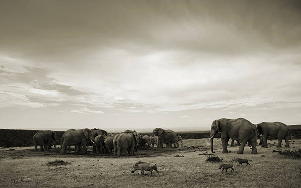 istock African Elephant herd gathering at waterhole.Black and white. 515521953