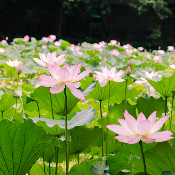 istock beautiful lotus flower in blooming 515522101
