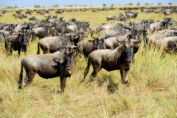 istock Wildebeest in National park of Kenya 515522120