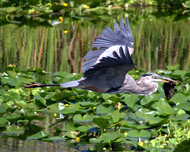 great blue herron flying fish - lillypad lily water lily water stock-fotos und bilder