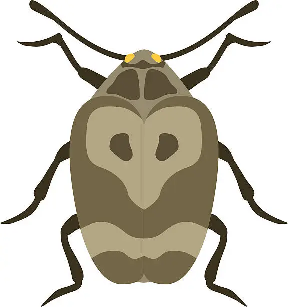 Vector illustration of Beetle flat insect bug in cartoon style vector