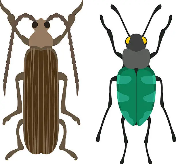 Vector illustration of Beetle flat insect bug in cartoon style vector